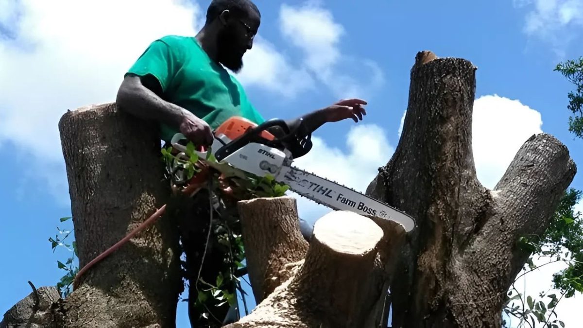 Working down a multi-stem removal