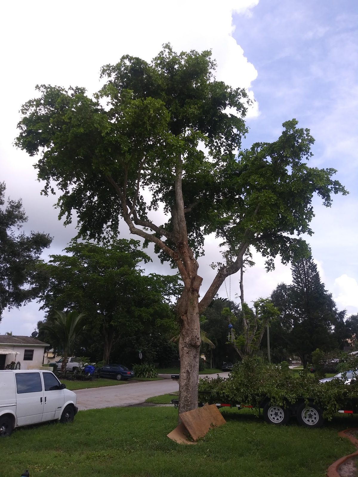 Mature oak shaped and balanced