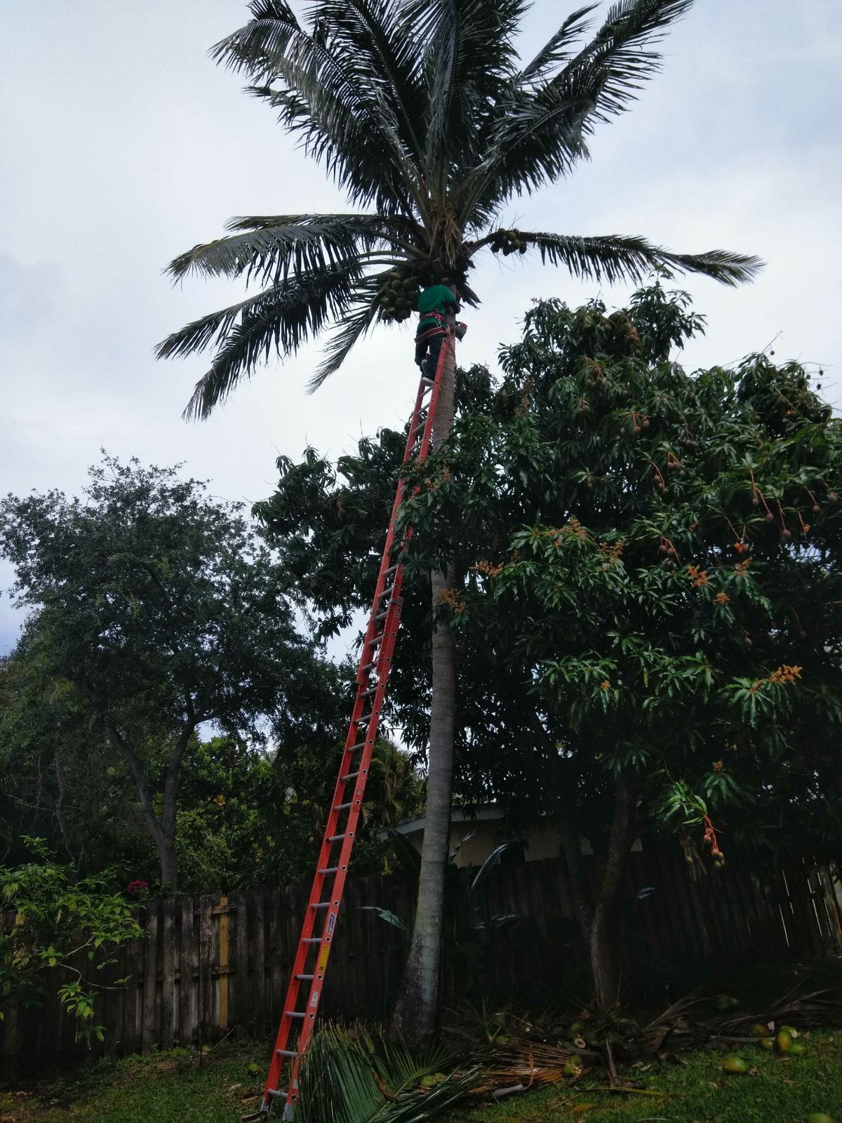 Coconut palm, ladder-trimmed