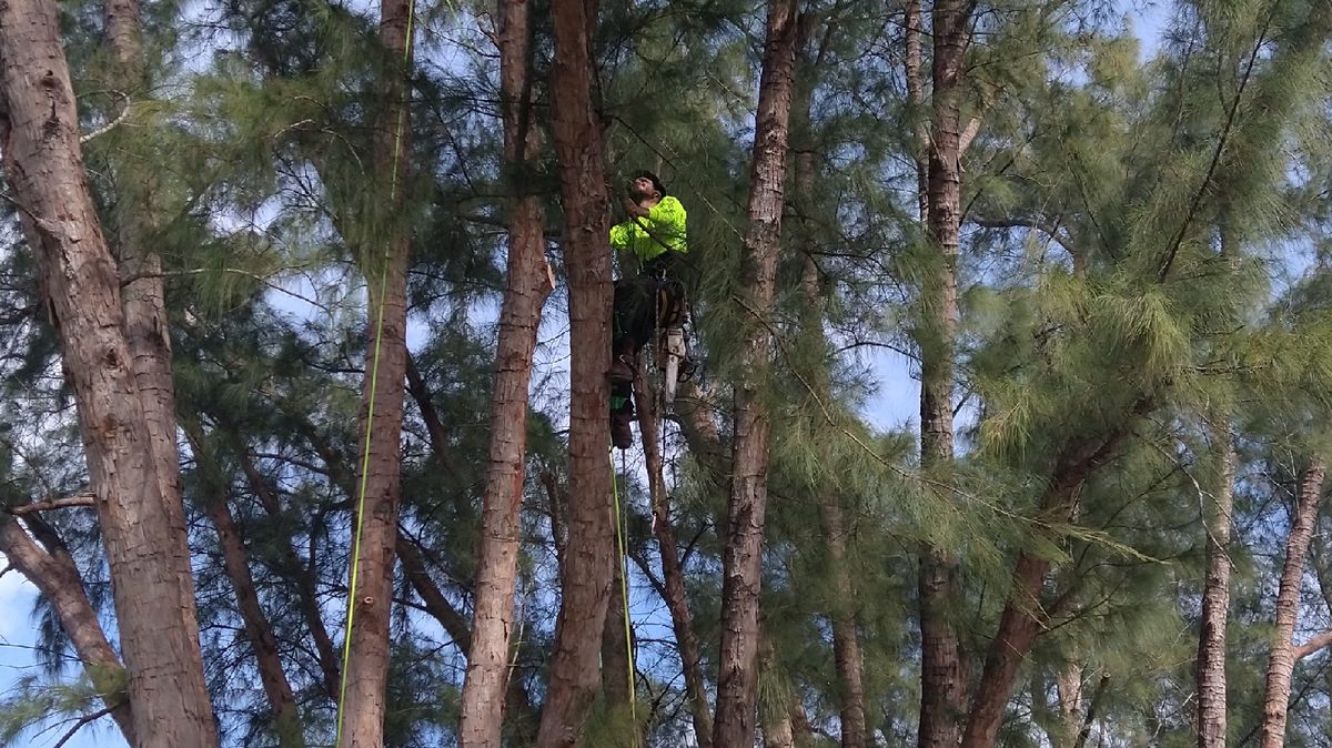 Climber high in the Australian pines