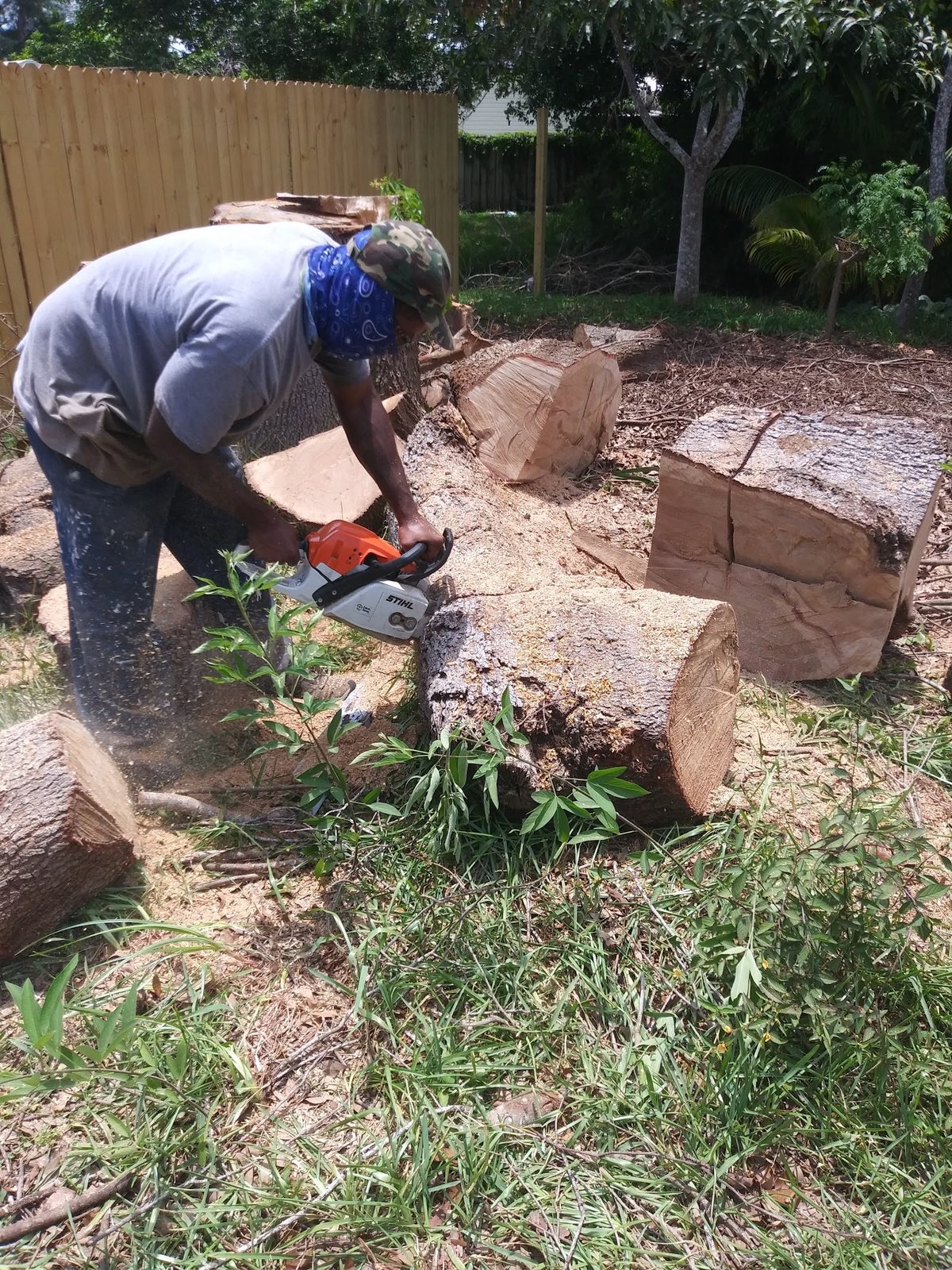 Bucking a felled trunk on site