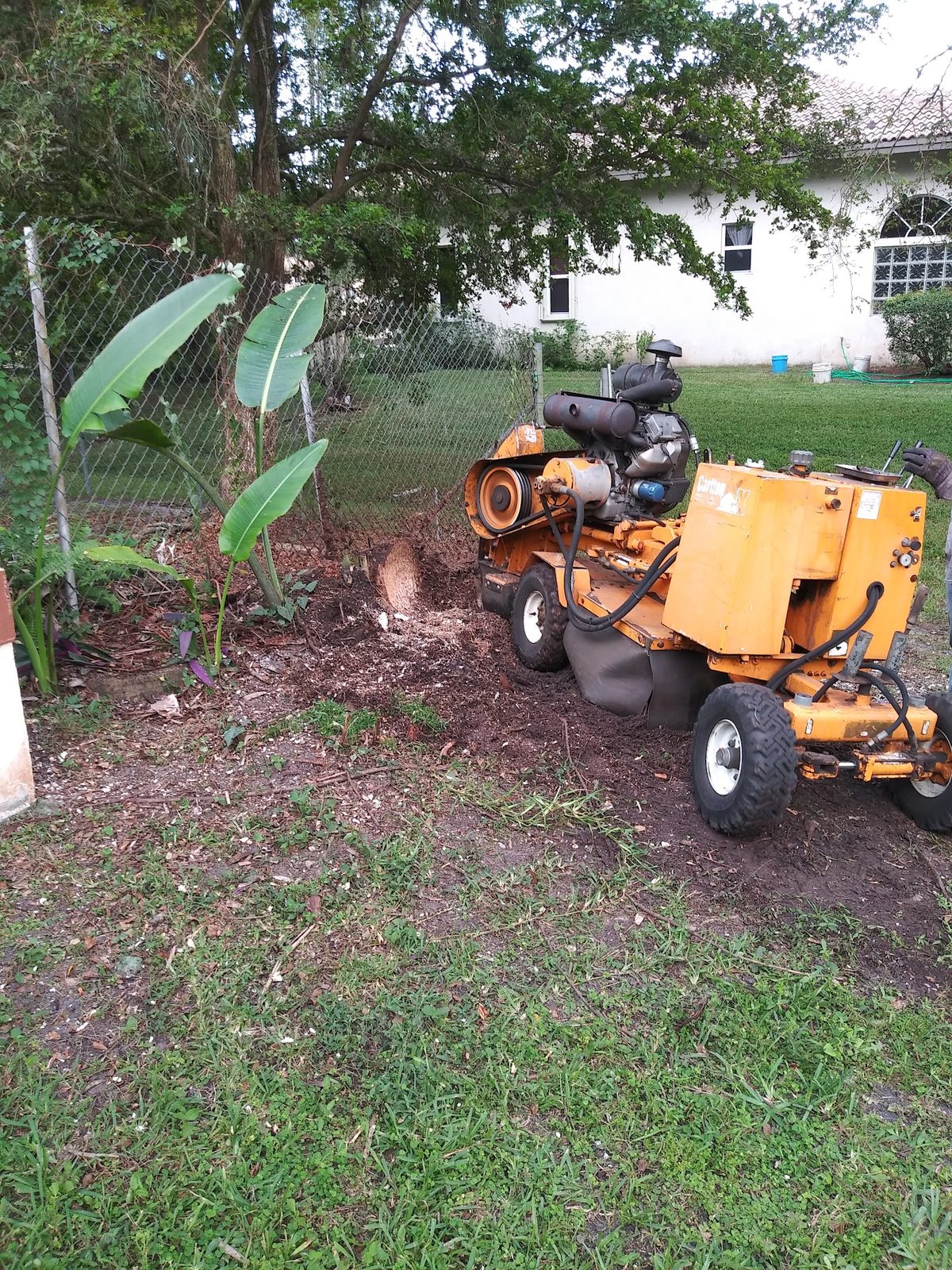 Stump grinder on the fence line