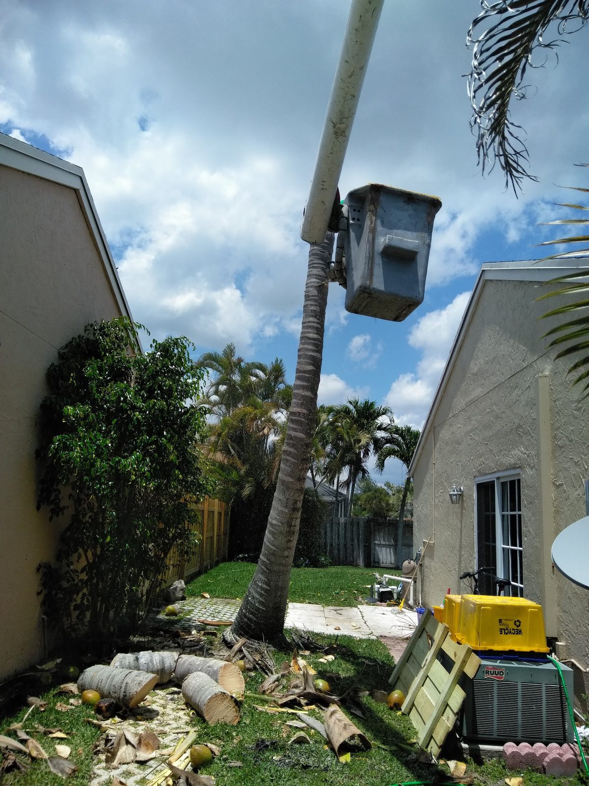Bucket lift working the canopy