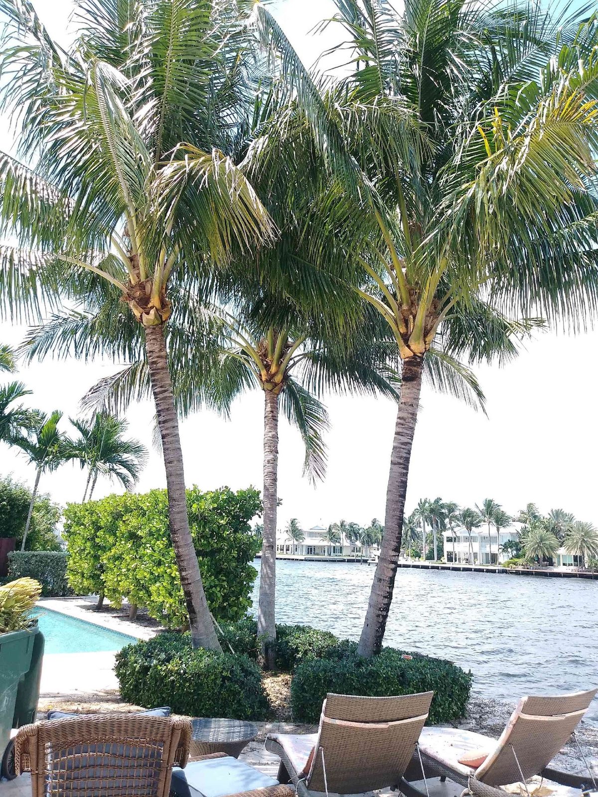 Palms over the waterway, trimmed