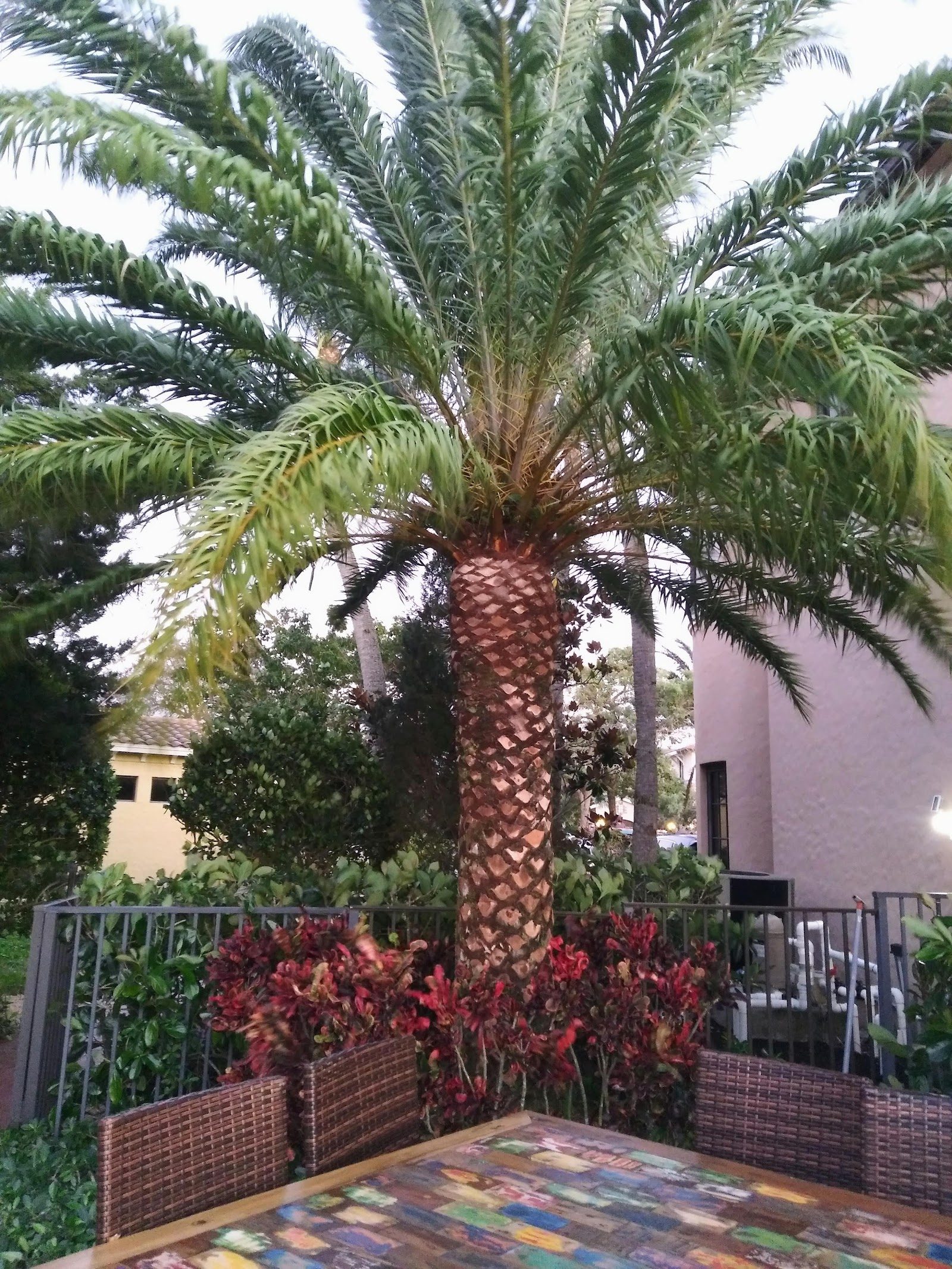 Palm Trimming