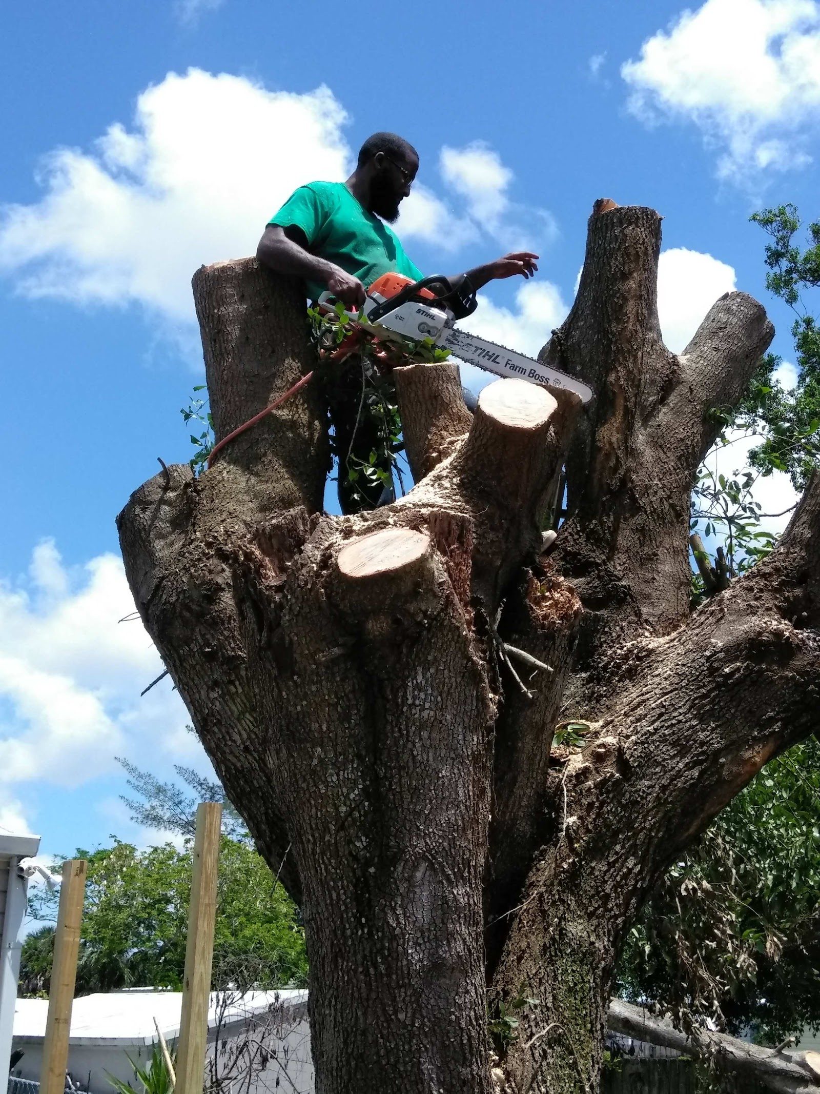 Tree Removal