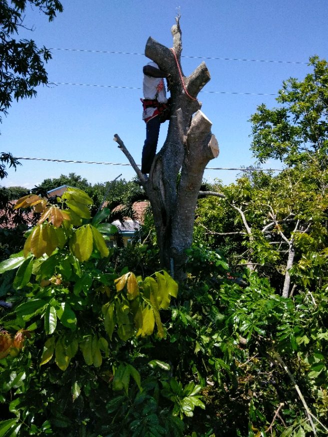 Tree Trimming & Pruning